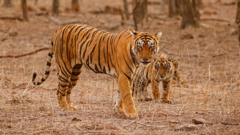 National Save a Tiger Month - September