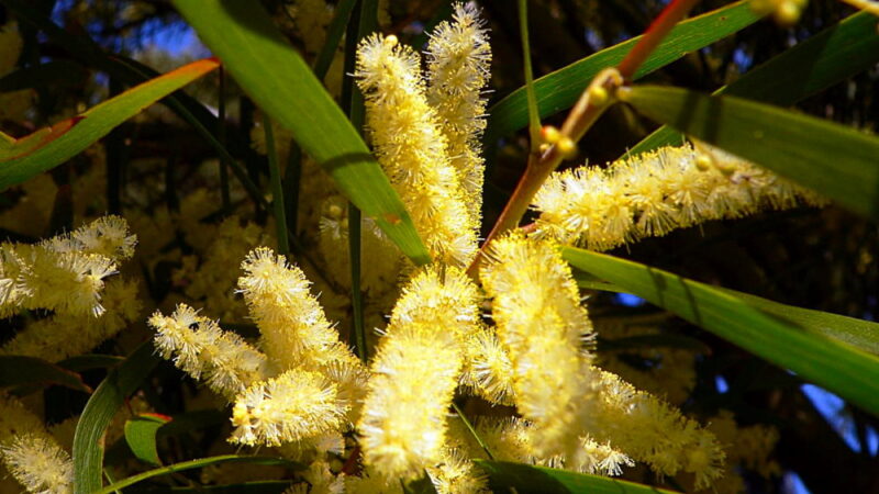 Wattle Day - September 1