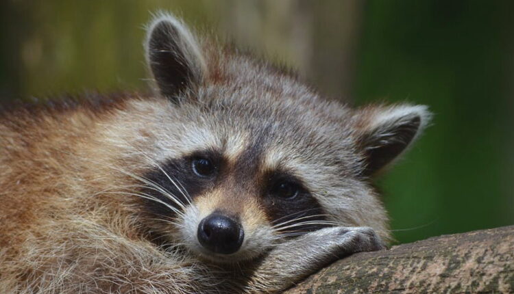 International Raccoon Appreciation Day - October 1