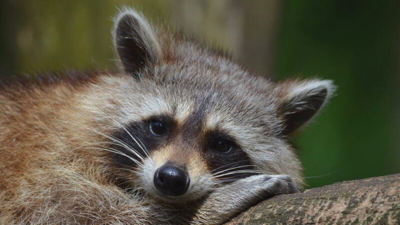 International Raccoon Appreciation Day - October 1