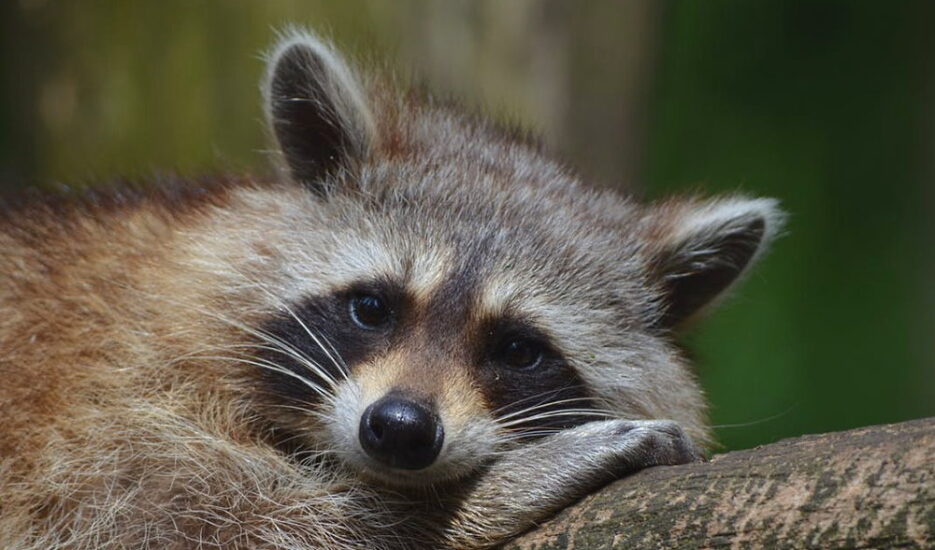 International Raccoon Appreciation Day 2024 India Angel Blondie