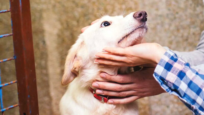National Adopt a Shelter Dog Month - October