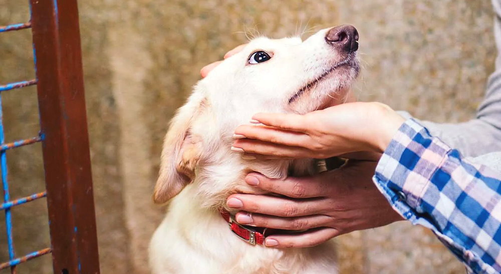 National Adopt a Shelter Dog Month - October
