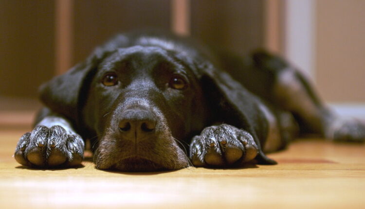 National Black Dog Day - October