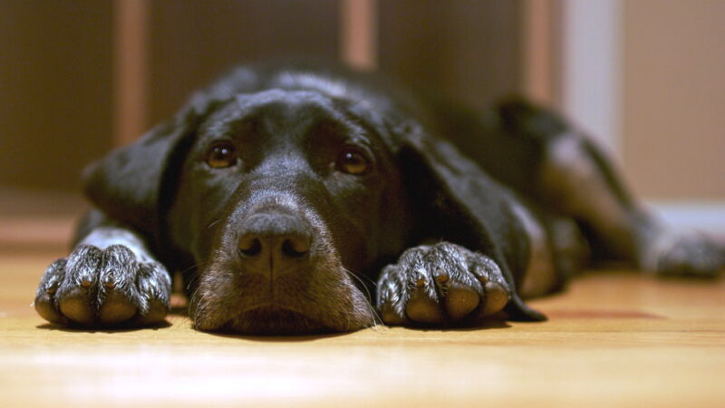 National Black Dog Day - October