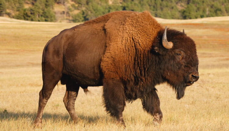 Bison-ten Yell Day - September 2