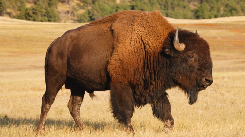 Bison-ten Yell Day - September 2