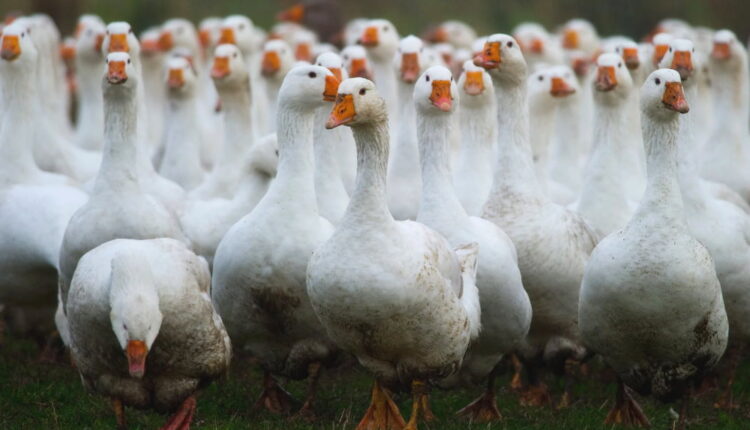 Happy Goose Day - September 29