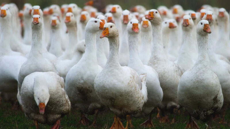 Happy Goose Day - September 29
