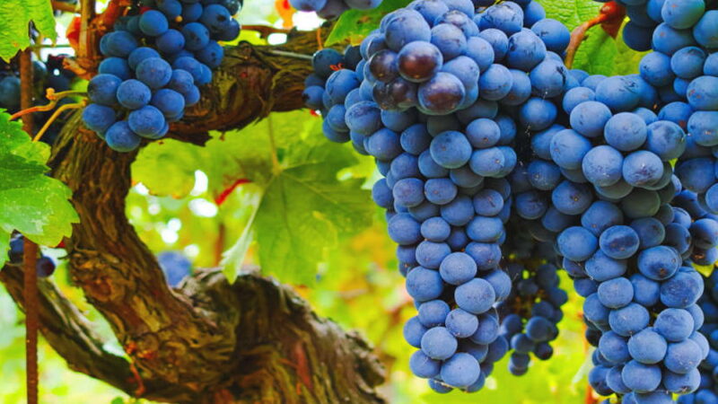 International Grenache Day - September 17