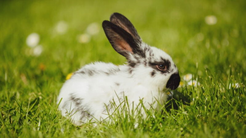International Rabbit Day - September