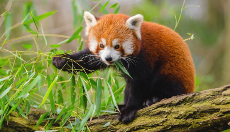 International Red Panda Day - September 18