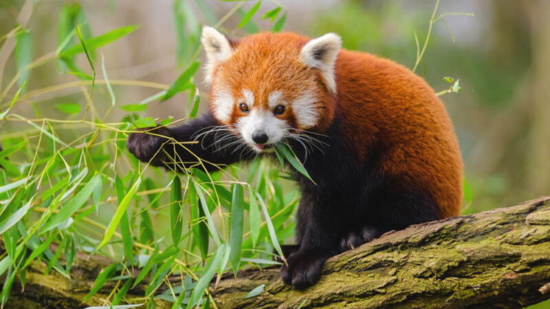 International Red Panda Day - September 18
