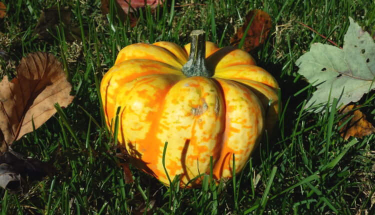 National Acorn Squash Day - September 7