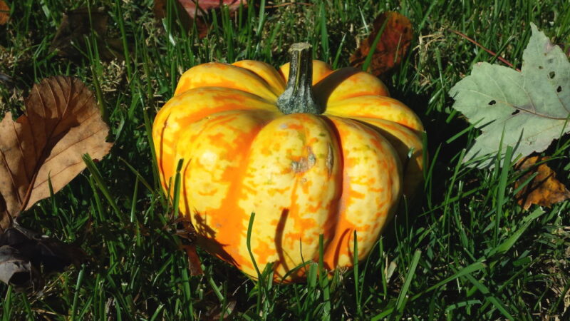 National Acorn Squash Day - September 7