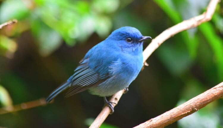 National Bluebird of Happiness Day - September 24