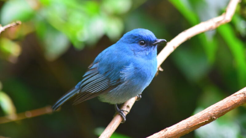 National Bluebird of Happiness Day - September 24