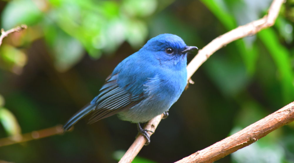 National Bluebird of Happiness Day - September 24