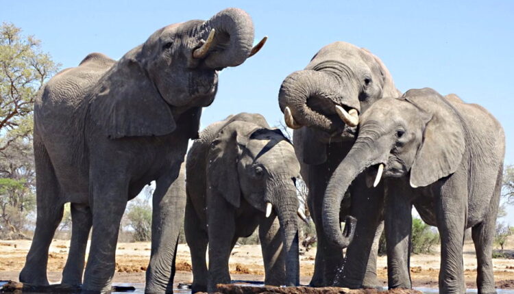 National Elephant Appreciation Day - September 22
