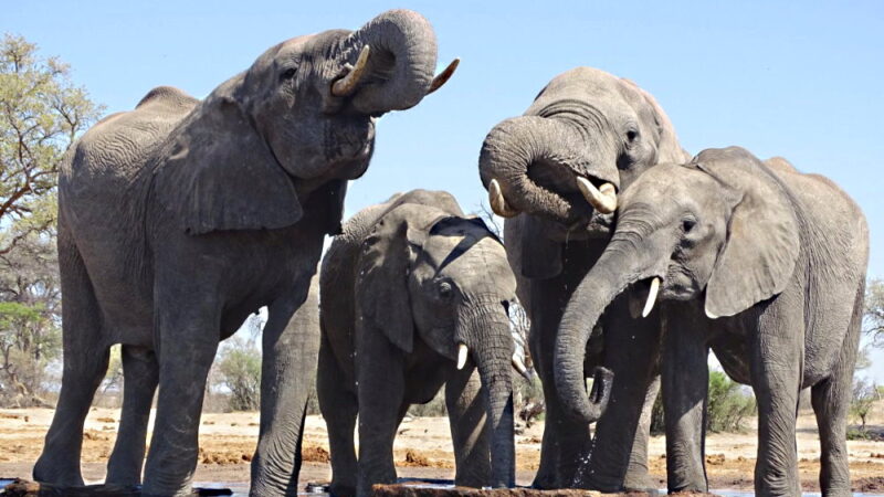 National Elephant Appreciation Day - September 22
