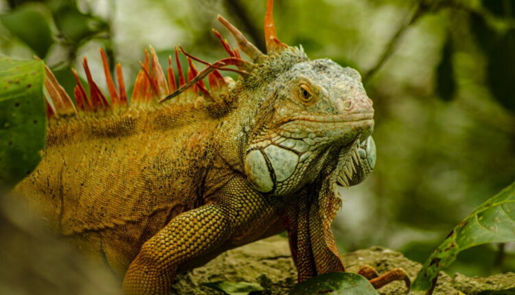 National Iguana Awareness Day - September 8