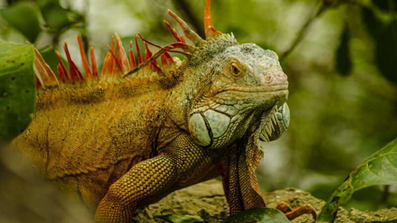 National Iguana Awareness Day - September 8