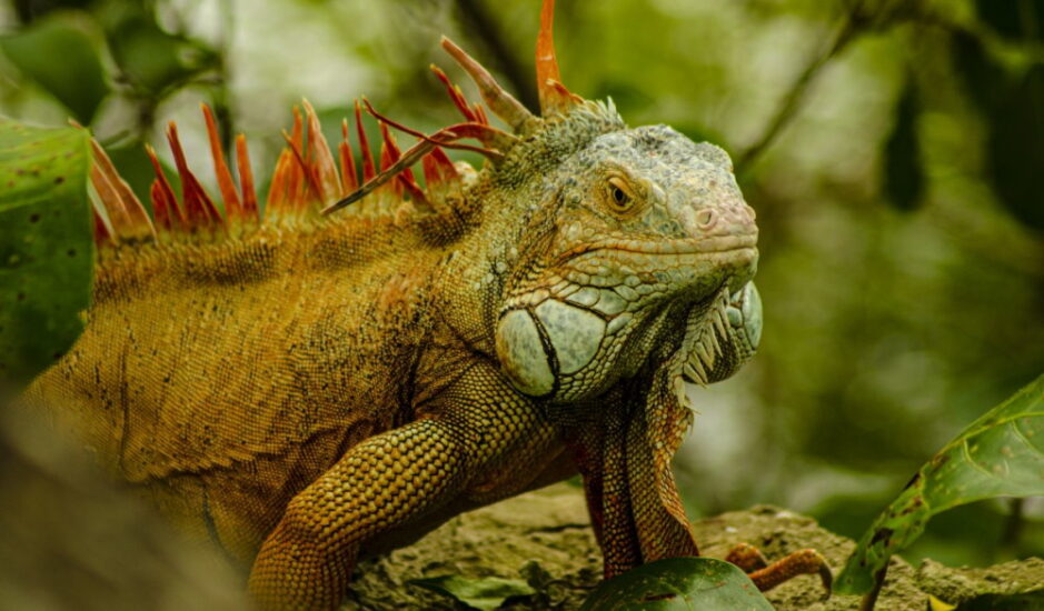 National Iguana Awareness Day – September 8, 2024