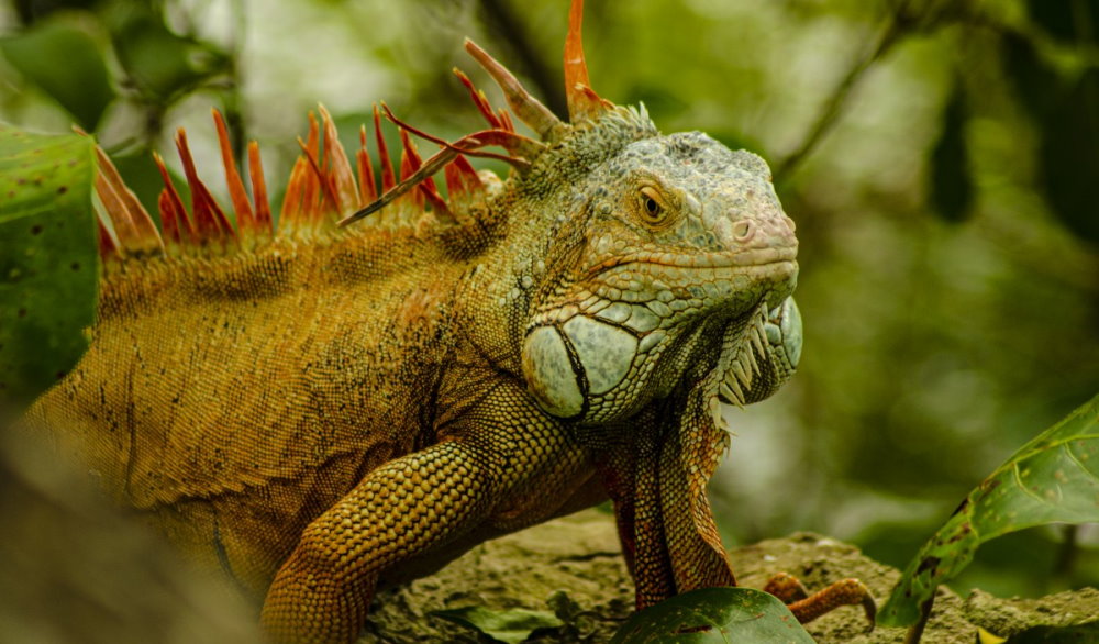 National Iguana Awareness Day - September 8