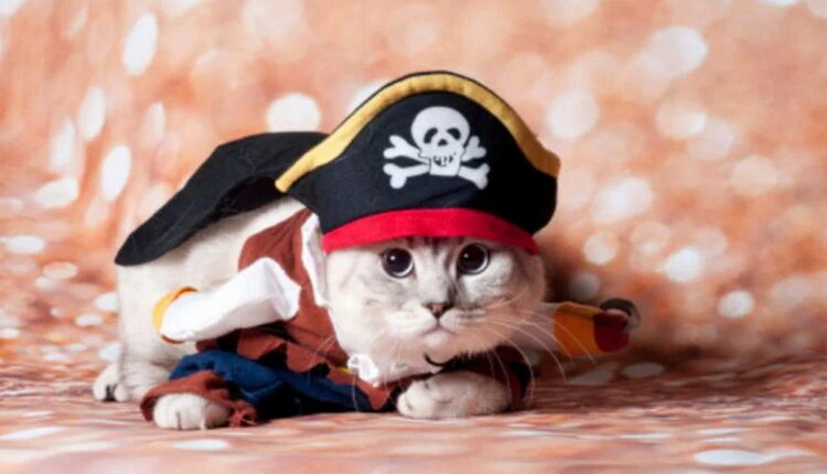 National Meow Like a Pirate Day - September 19