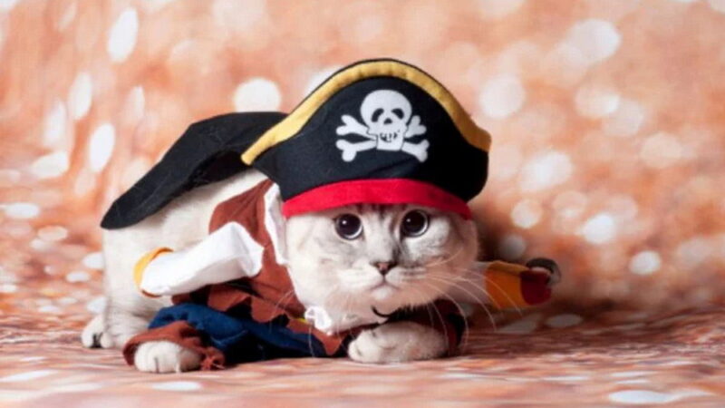 National Meow Like a Pirate Day - September 19