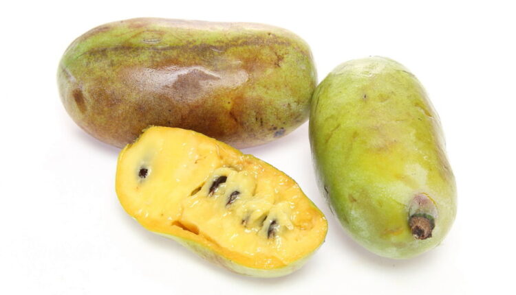 National Pawpaw Day - September