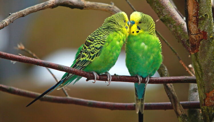 National Pet Bird Day - September 17