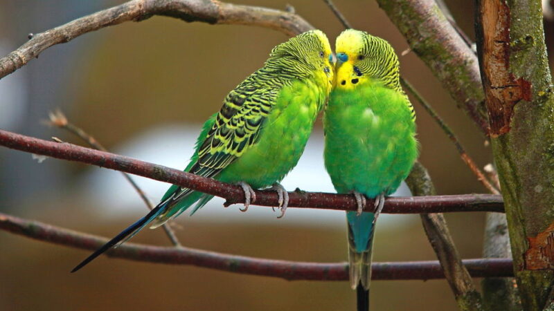 National Pet Bird Day - September 17