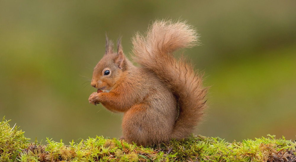 National Squirrel Awareness Month - October