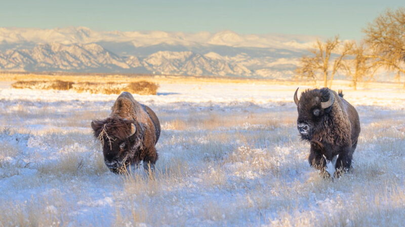 National Wildlife Day - September 4