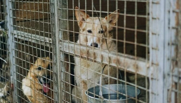 Puppy Mill Awareness Day - September
