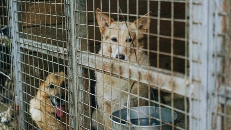 Puppy Mill Awareness Day - September