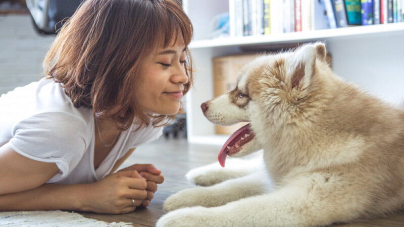 Responsible Dog Ownership Day - September