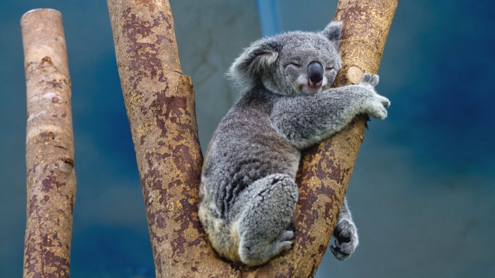 Save the Koala Day - September 30