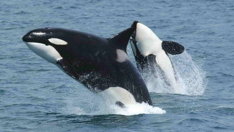 Shamu the Whale Day - September 26