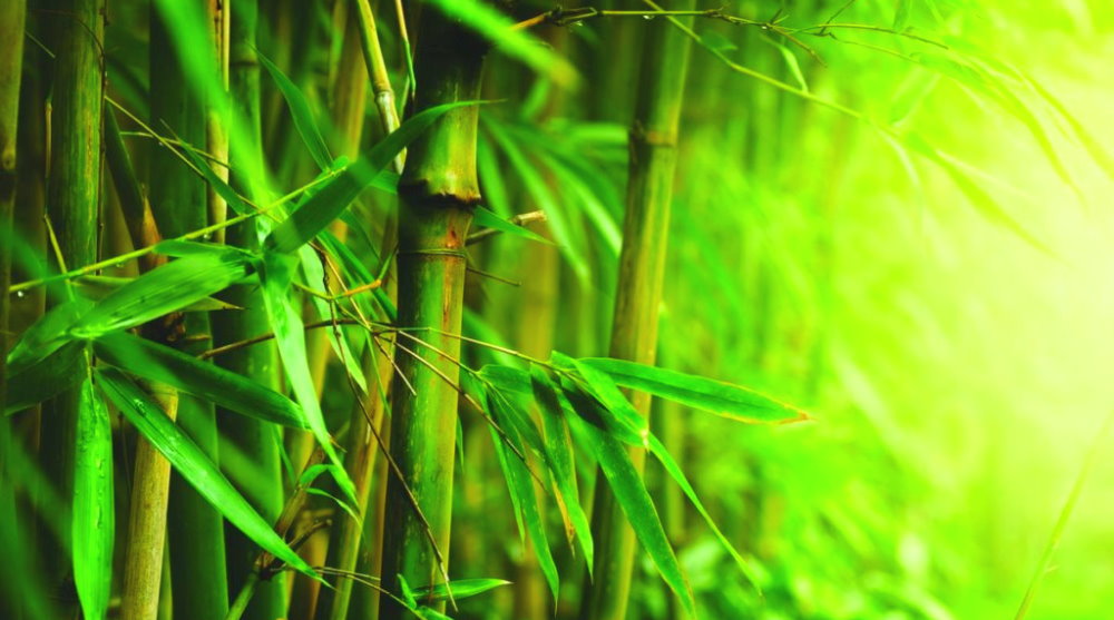 World Bamboo Day - September 18