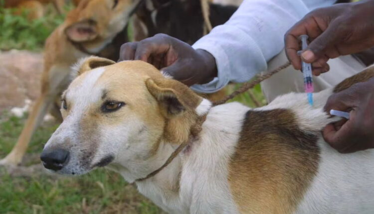 World Rabies Day - September 28