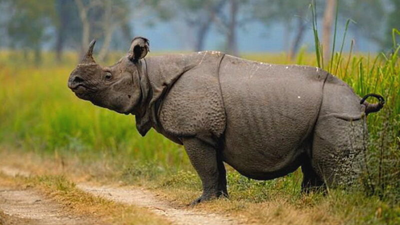 World Rhino Day - September 22