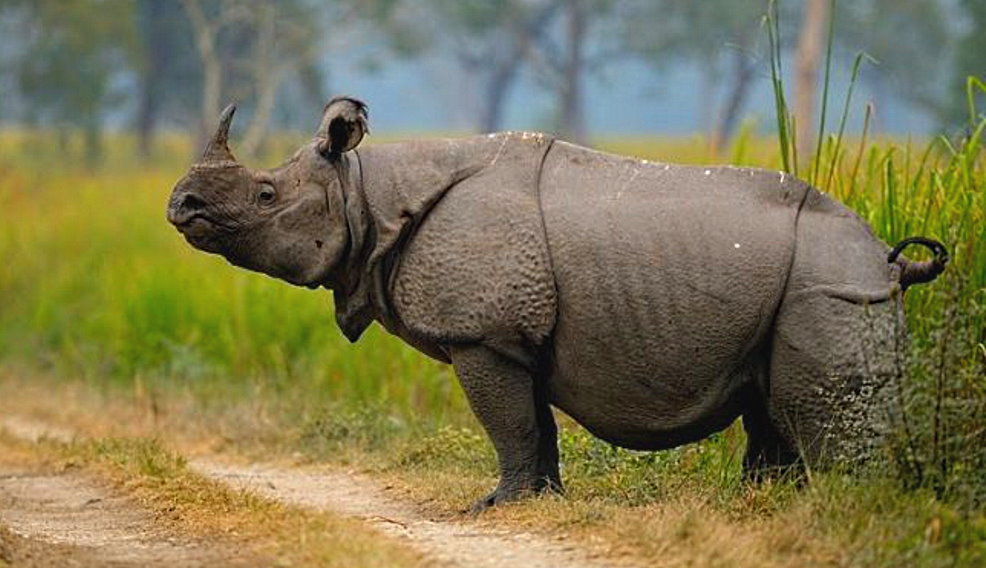 World Rhino Day - September 22