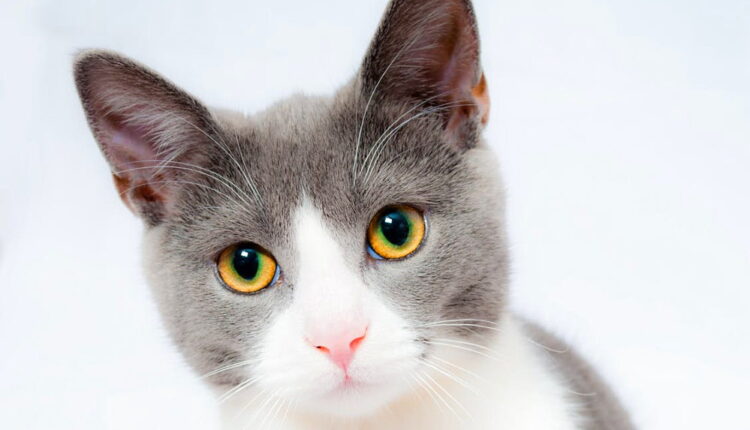Global Cat Day - October 16