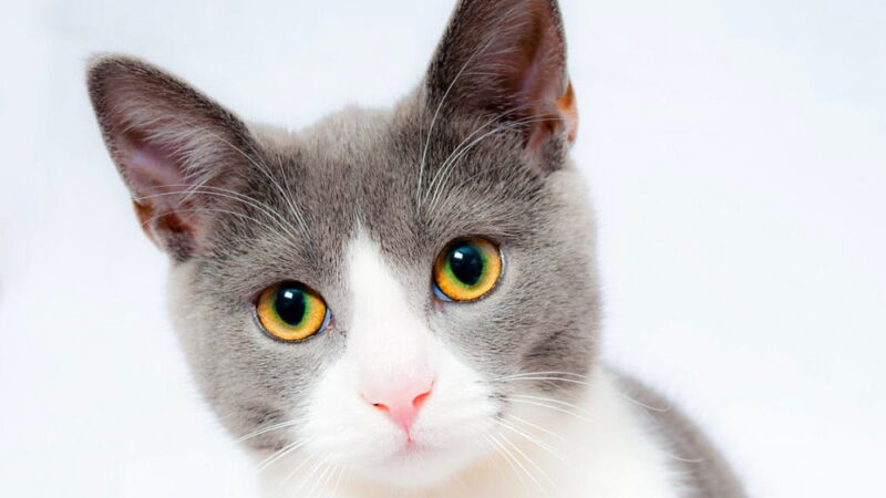 Global Cat Day - October 16