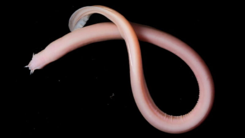 Hagfish Day - October