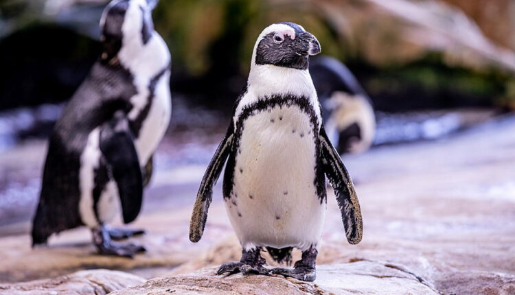 International African Penguin Awareness Day - October