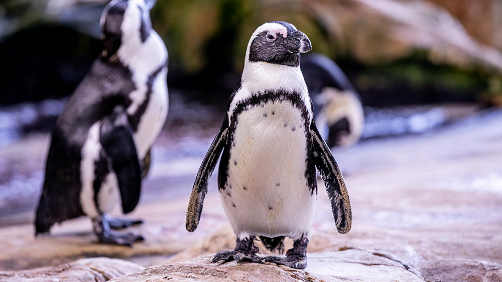 International African Penguin Awareness Day - October