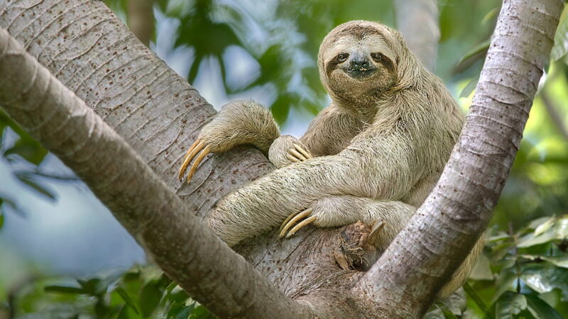 International Sloth Day - October